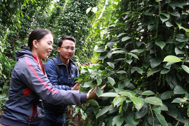 Đắk Lắk Hợp tác xã Nông nghiệp và dịch vụ Bình Minh - điểm sáng sản xuất nông nghiệp bền vững